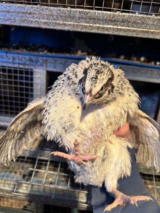 Пъдпъдъци маджурски,японски,селадона,фараон,китайски