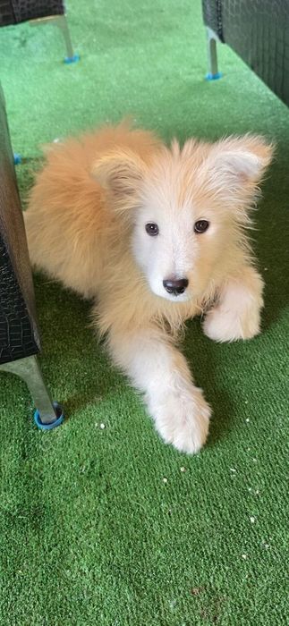 Породисти кученца Самоети