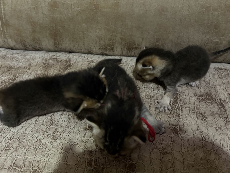 Шотландские котята