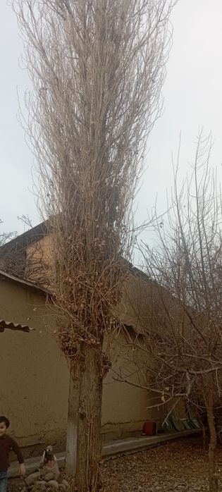 5 ta kotta ko'k  terak sotiladi