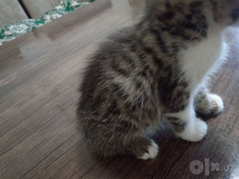 Отдам даром  красивые полукровки