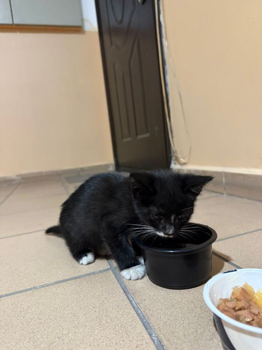 Потерялся котёнок