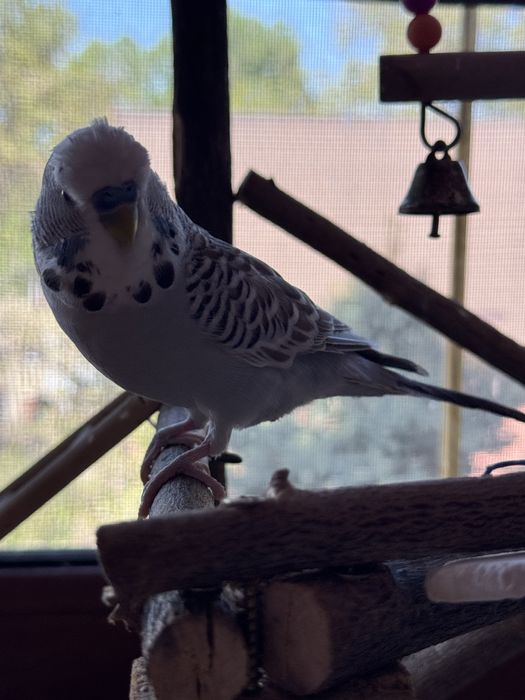 Попугай выставочный