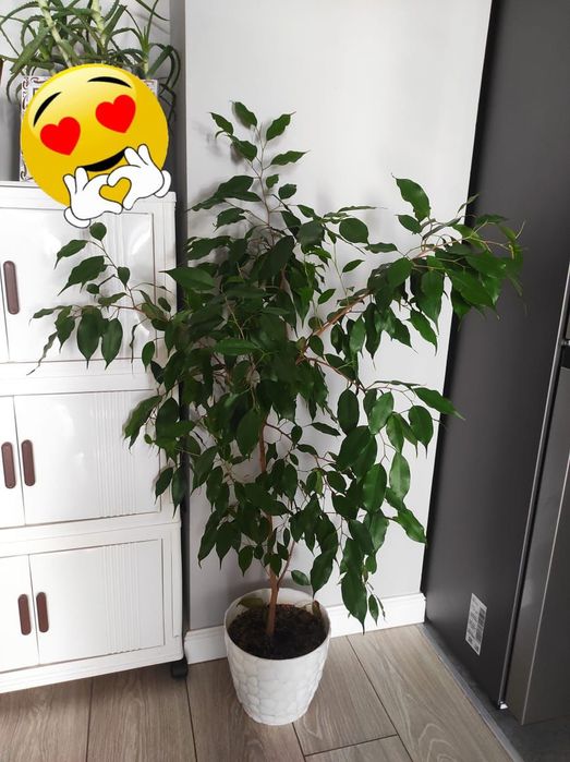 Фикус бенджамина