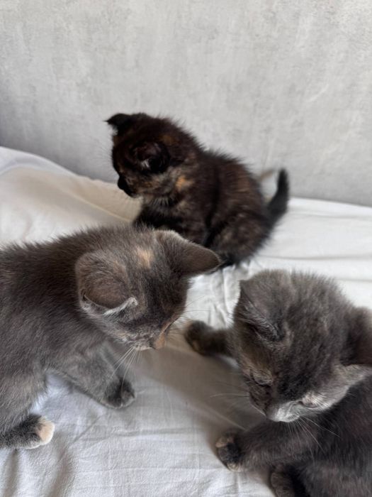 Котята скоттиш страйт