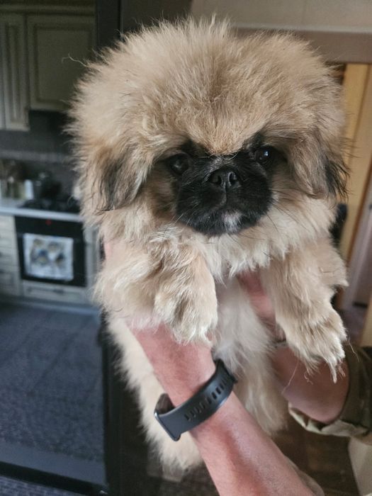 Продам щенков Пекинеса