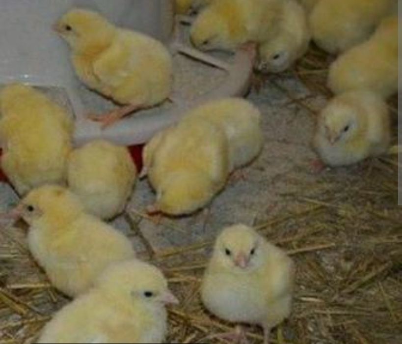 Цыплята бройлеров запись на май.