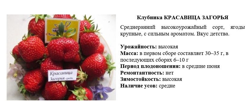 Продам рассаду клубники