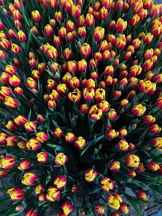 Тюльпаны оптом розницу