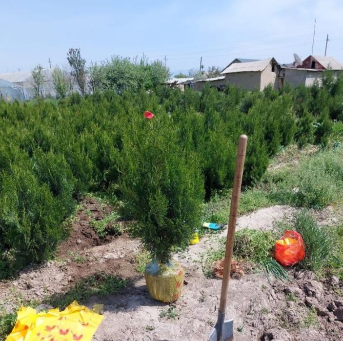 Саженцы туя акция