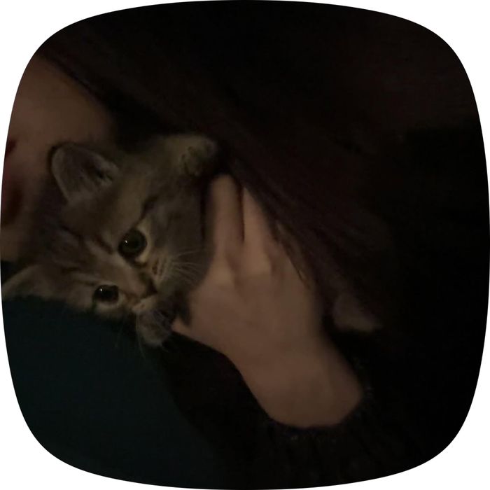Бесплатно дам кошка