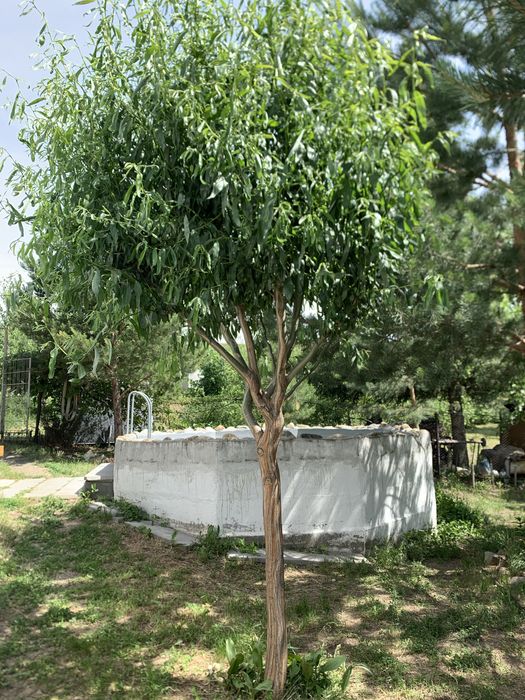 Продам саженцы деревьев, кустарников