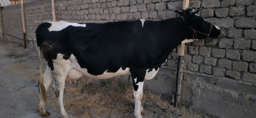 Qora mollar galeshten frist