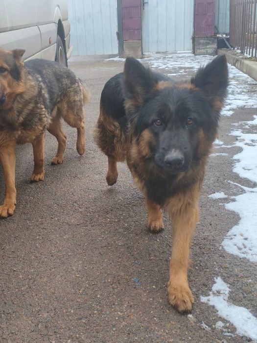 Немецкая овчарка щенята