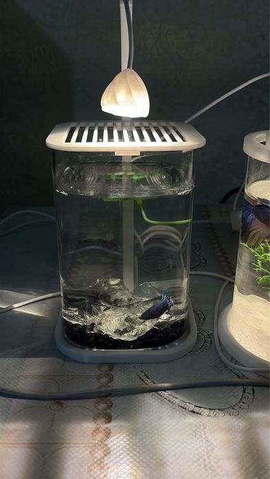 Набор аквариум + рыба + корм