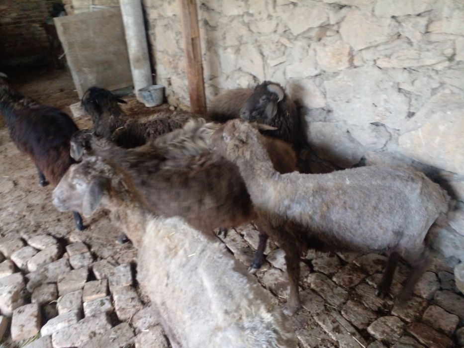 Кочкорлар сотилади