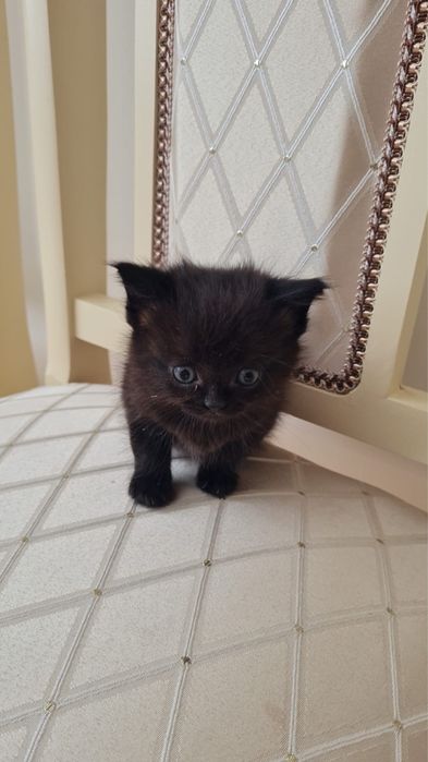 Продам котенка в хорошие руки