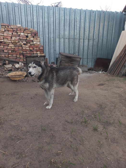 Продам щенка хаски девочка 8 месяцев