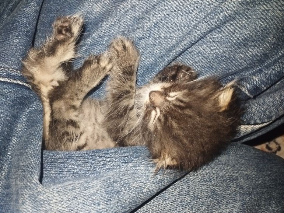 Веслоухий котик, на втором фото его отец