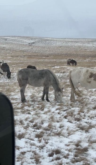 Жирный Тай еркек