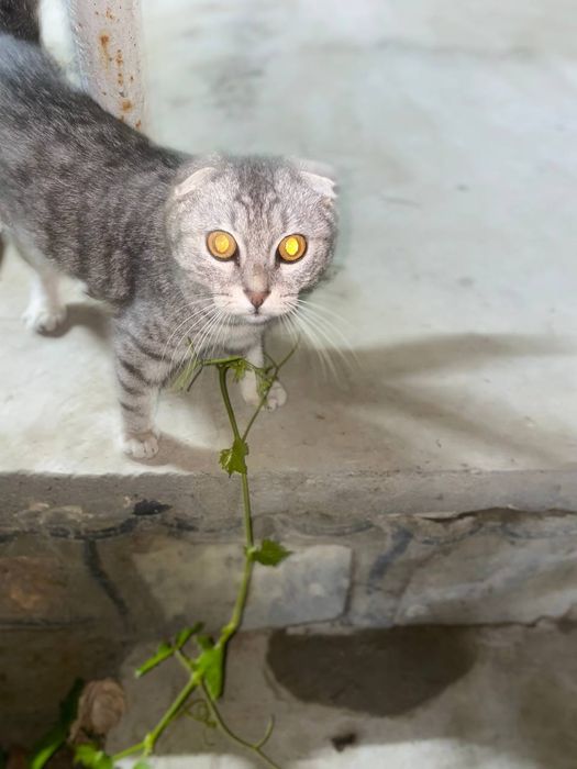 Winx Skye otasi bilan jinsiy aloqada boladi