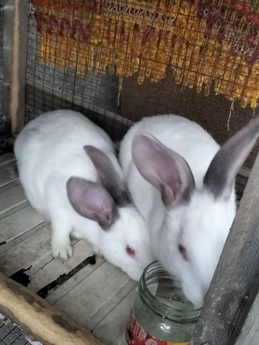 Quyon sotiladi hikol