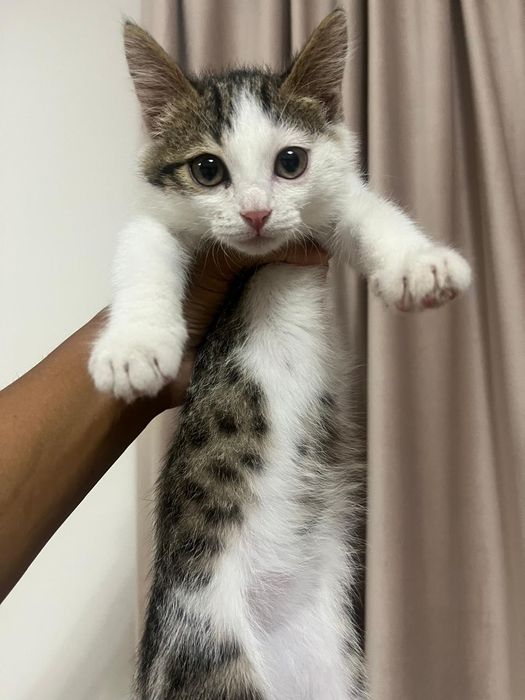 Котёнок в хорошие руки