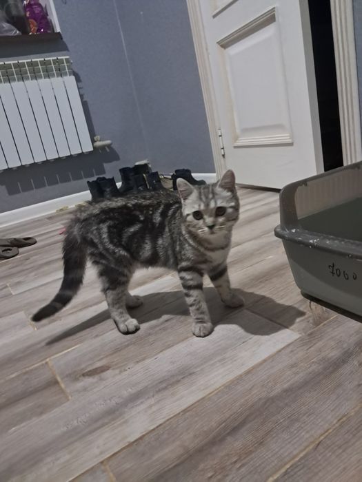 осы нөмірге жазыныздар