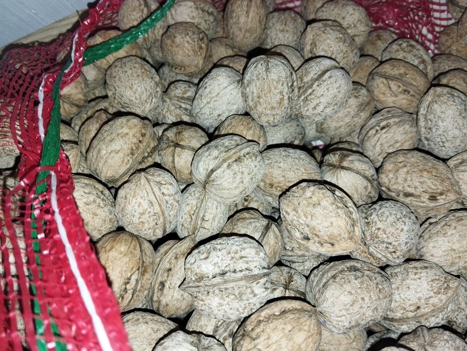 Продам грецкий орех этого года