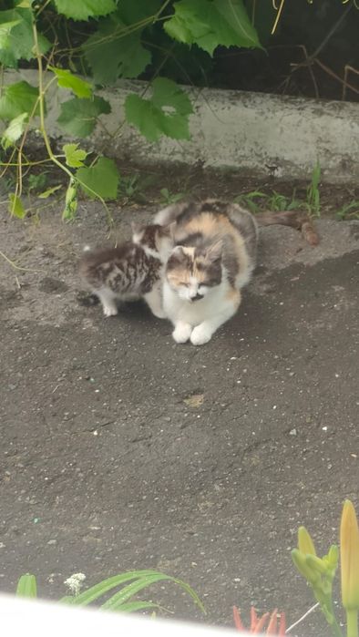 Котята в добрые руки!