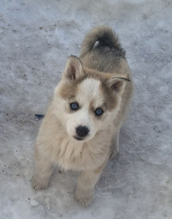 Продам щеночков Сибирской Хаски