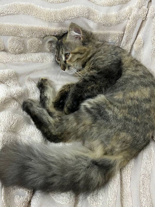 Отдам котенка в добрые руки