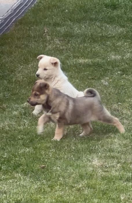 Отдам щенков дворняжки