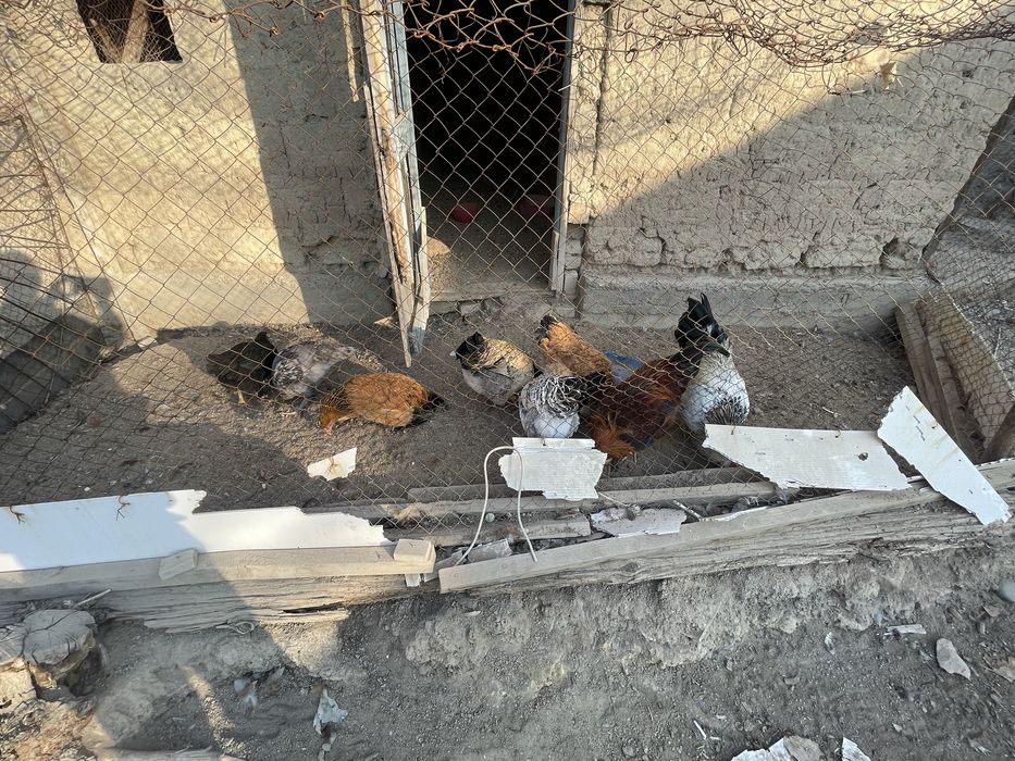 Тауыктар сатылад быр жайдан кораздар 3000  мынан тауыктар 2500 ден