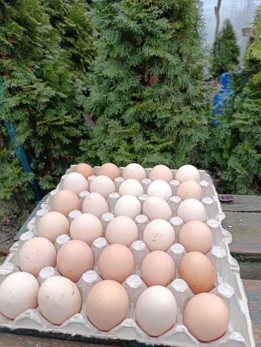 Ouă incubat leghorn alb