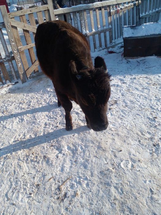 Продам бычка 2025 года