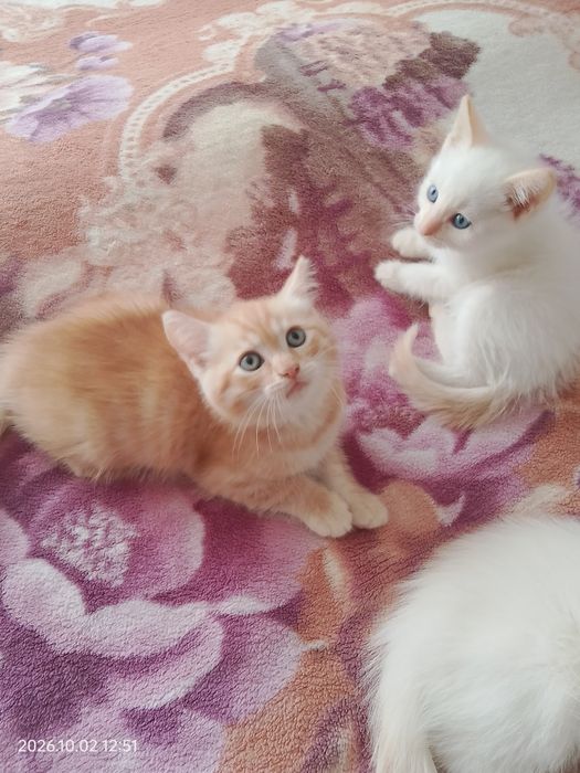Отдам котят в хорошие руки.