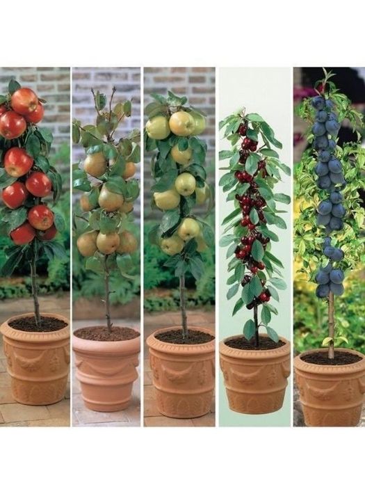 Pomi fructiferi columnari diverse soiuri