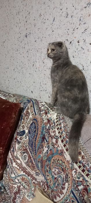 Продаются 2 кошки вислоухие