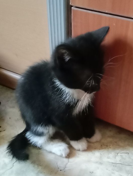 Отдам котят в добрые руки..