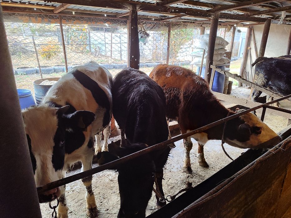 Продам телок КРС