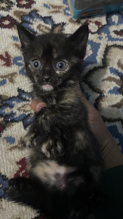 Котенки в добрые руки