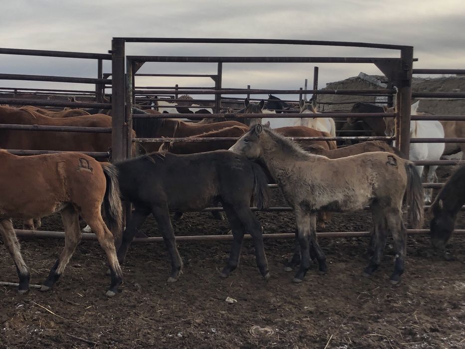 50 бас жабағы еркек