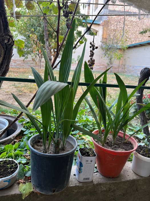 Финиковая пальма 5 летние. Хурмо дарахти