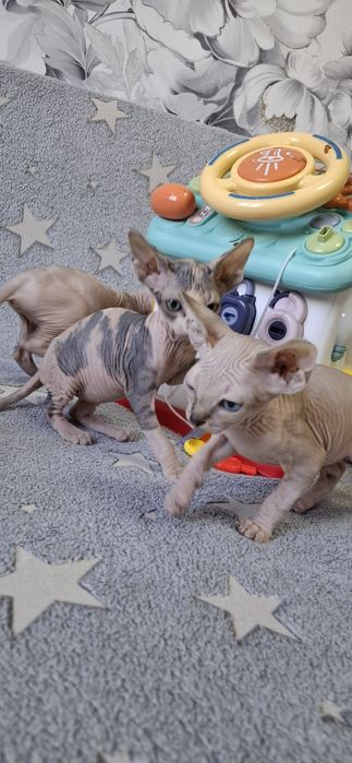 Котята канадского сфинкса