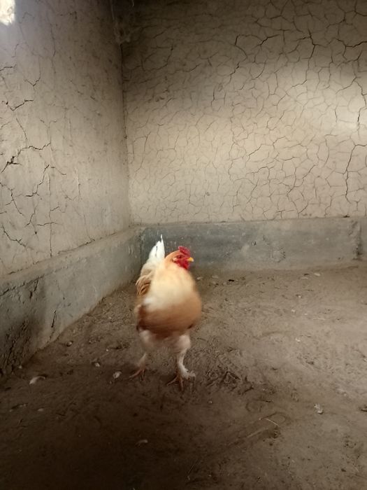 Әтеш,жасқа толмаған 8-9 айлық