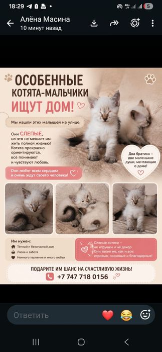 Отдам особенных котят