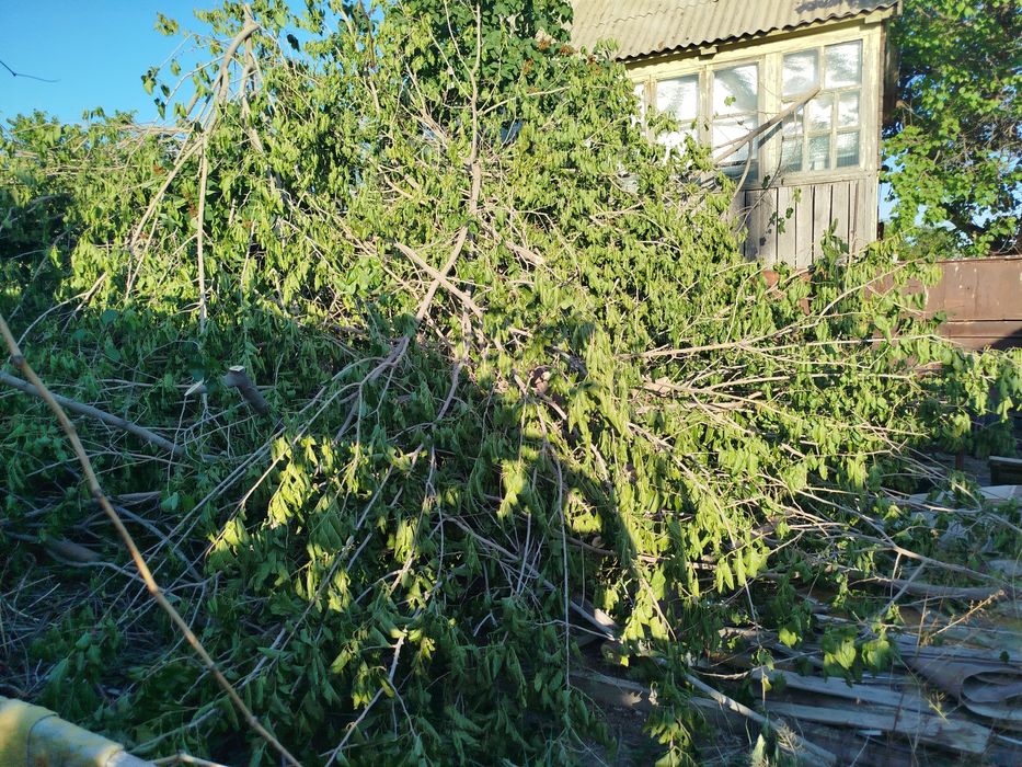 Дрова бесплатно, для бани, дома