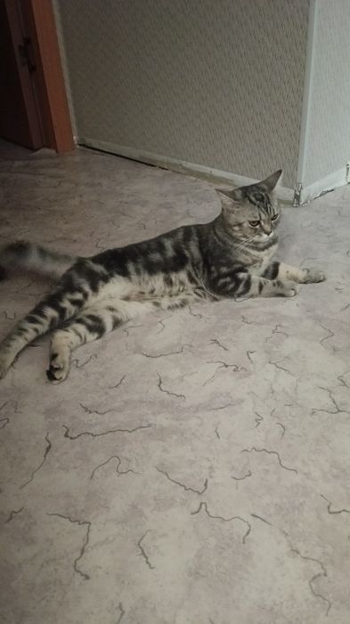 Кошка короткошорстная Британка