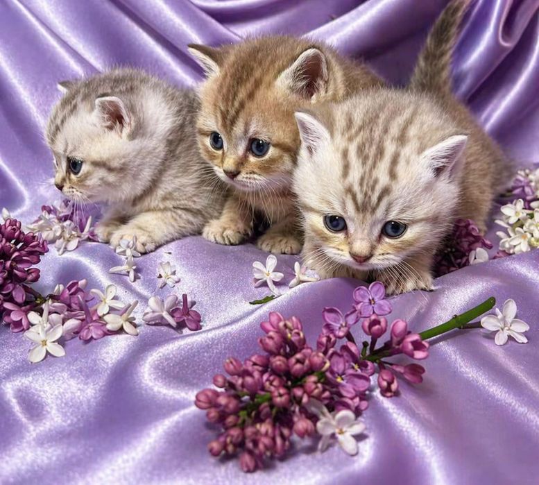 Шотландские котята Скоттиш-страйт